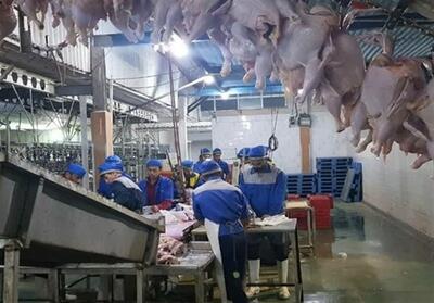 تولید بیش از 25 میلیون قطعه مرغ در استان بوشهر - تسنیم