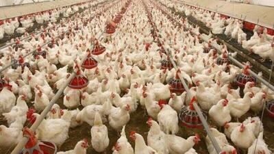 کشف ۷ هزار و ۵۰۰ قطعه مرغ زنده در کرمان
