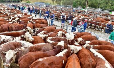 (ویدئو) نحوه پرورش گاو در بزرگترین گاوداری استرالیا؛ مراحل فرآوری گوشت و شیر گاو