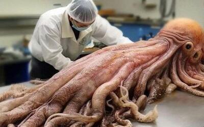 (ویدیو) فرآیند برش و بسته بندی ده‌ها تن ماهی مرکب بزرگ در کارخانه