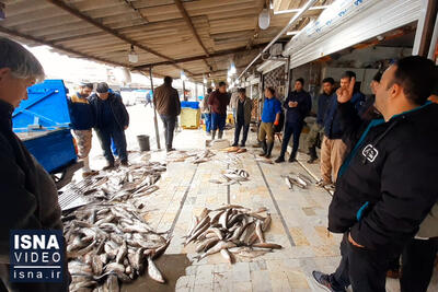 ویدیو/ بندر ترکمن؛ اینجا ماهی‌ها را چوب می‌زنند