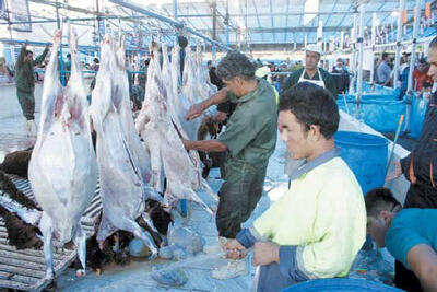 فروش۹۰۰۰تن گوشت تولیدکهگیویه و بویراحمد در دیگر استانها