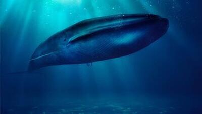 عکس| تصویری اعجاب‌انگیز از قلب نهنگ آبی