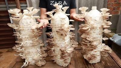 نحوه پرورش قارچ خوراکی در بطری پلاستیکی ؛ دو ماه قارچ برداشت کنید (فیلم)