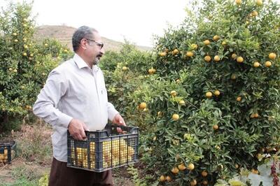 افزایش ۶ برابری تولیدات کشاورزی رهاورد انقلاب اسلامی در استان کرمانشاه
