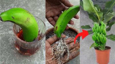 چگونه میوه موز را در خانه به درخت موز تبدیل کنیم؟ | نحوه کاشت درخت موز با یک موز + ویدئو