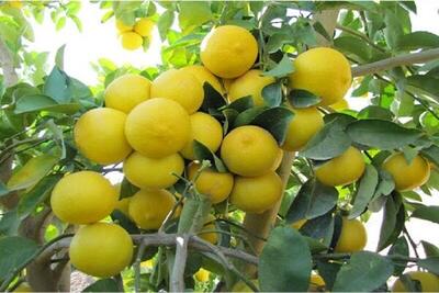 ۴۳ درصد لیمو شیرین کشور در قیروکارزین تولید می‌شود