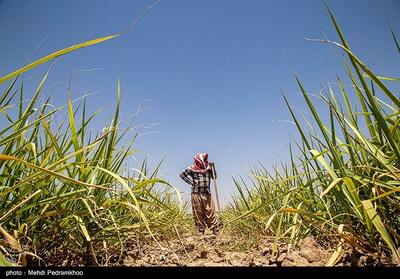 مبارزه با علف‌های هرز 140 هکتار از مزارع گندم و جو شهرستان زاهدان - تسنیم