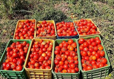 برداشت 400 هزار تن گوجه‌فرنگی از مزارع استان بوشهر - تسنیم