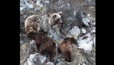 فیلم| کوه‌نوردی خرس مادر و دو توله‌اش به جای خواب زمستانی!