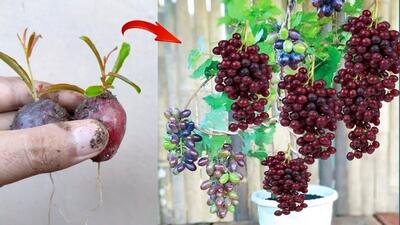 یک روش آسان و سریع برای پرورش دانه انگور قرمز در گلدان (فیلم)