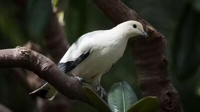 کبوتر مظنون به جاسوسی برای چین آزاد شد