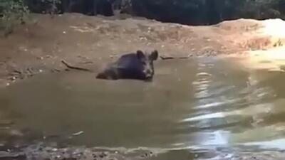 ببینید گراز چقدر ماهرانه ردپای خودش را پاک می‌کند تا سگ‌ها پیدایش نکنند (فیلم)
