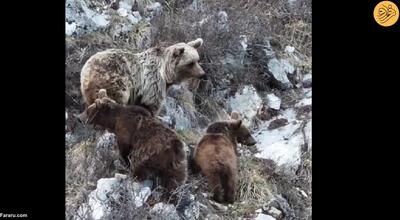 (ویدئو) کوه‌نوردی خرس مادر و دو توله‌اش به جای خواب زمستانی!