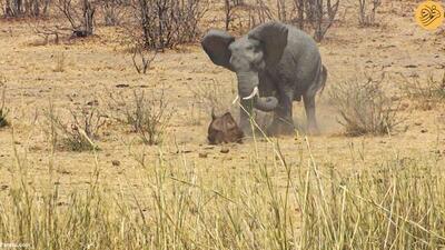 (ویدئو) فیل خشمگین با عاج‌های تیز خود گاومیش را کشت