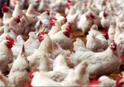 جوجه‌ریزی مرغ گوشتی در کشور رکورد زد