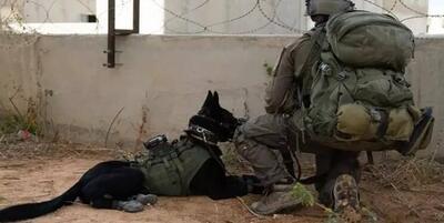 سگ‌های ارتش اسرائیل هم در غزه به بن‌بست رسیدند!