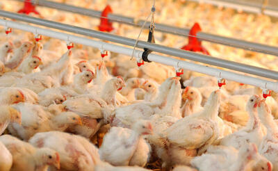 البرز با کمبود تولید مرغ مواجه است