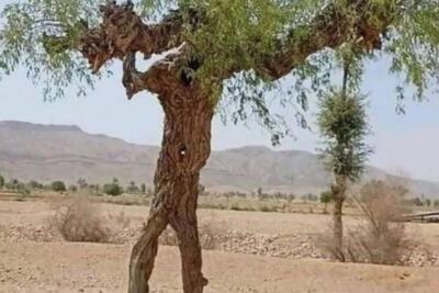 تصویری عجیب از یک درخت کُنار در سیستان و بلوچستان که شبیه به انسان است!
