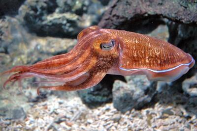 (ویدئو) روش کُره‌ای‌ها برای فرآوری ۱۲ هزار ماهی مرکب