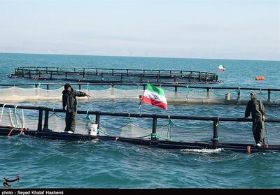 برنامه شیلات ایران برای تولید 400 هزار تن ماهی در قفس/ خودکفایی در تولید و استقرار قفس‌های دریایی - تسنیم