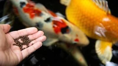 تولید کپسول دارویی برای ماهی‌ها