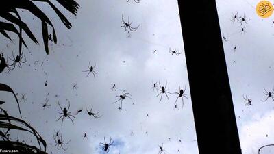 (ویدئو) یک محله در تسخیر عنکبوت‌ها!