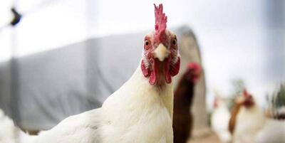 خبرگزاری فارس - تب و تاب قیمت مرغ فروکش کرد