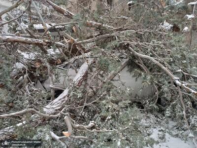 سقوط درخت در خیابان یاسر تهران + عکس ها