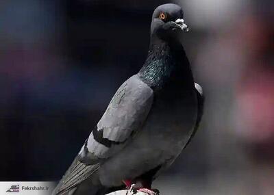 کبوتر متهم به جاسوسی آزاد شد | رویداد24