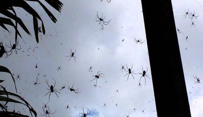 فیلم| این محله در اندونزی در تسخیر عنکبوت‌ها!