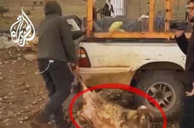 فیلم| گوسفنددزدی شهرک نشینان اسرائیلی