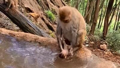 تصویری که ندیدید؛ میمون مادر در جنگل بچه‌‌اش را می‌شوید/ درست شبیه انسان (فیلم)