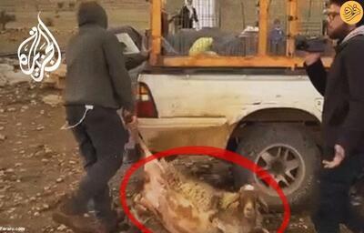 (ویدئو) گوسفنددزدی شهرک نشینان اسرائیلی