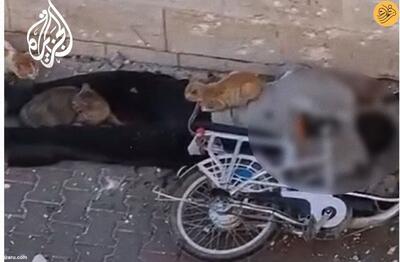 (ویدئو) جسد یک فلسطینی در محاصره گربه‌ها