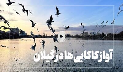 خبرگزاری فارس - فیلم| آواز کاکایی‌ها در گیلان