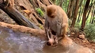 فیلم/ تصویری که ندیدید؛ میمون مادر در جنگل بچه‌‌اش را می‌شوید؛ درست شبیه انسان