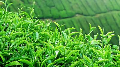 واردات چای 62 درصد کاهش یافت