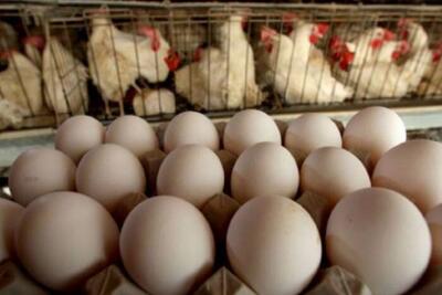 ساخت ۱۵ واحد جدید پرورش مرغ تخمگذار در سیستان و بلوچستان