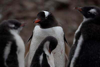 گزارش مرگ اولین پنگوئن‌ها براثر آنفلوانزای پرندگان - زومیت