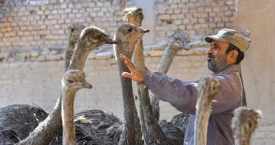 تصاویر| پرورش شترمرغ در خرمشهر