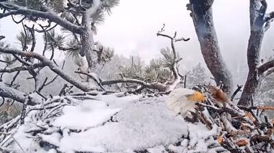 محافظت عقاب سرسفید از تخم‌هایش در برابر طوفان زمستانی (فیلم)