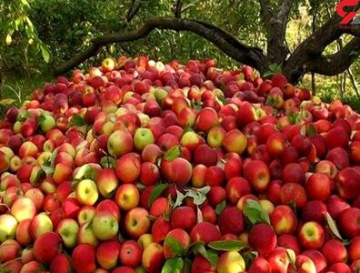 ضوابط جدید صادرات سیب اعلام شد