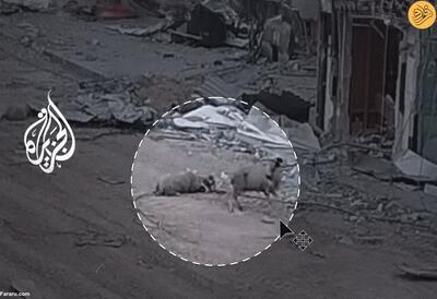 (ویدئو) تک‌تیراندازهای اسرائیلی سه گوسفند را کشتند