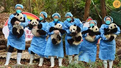 (ویدئو) نمایش توله پانداهای تازه متولد شده در چین