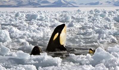 فیلم| گرفتار شدن ۱۰ نهنگ قاتل در میان یخ‌های شناور