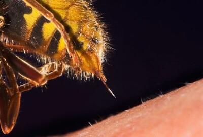 نمای نزدیک از نحوه عملکرد نیش زنبور عسل (فیلم)