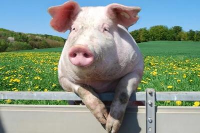 مغز خوک چند ساعت بدون بدن زنده می ماند؟