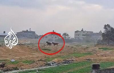 (ویدئو) شلیک بی‌رحمانه سرباز اسرائیلی به دو اسب
