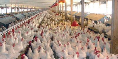 خبرگزاری فارس - شرکت پشتیبانی امور دام کشور مرغ مازاد تولید کنندگان را خریداری می کند